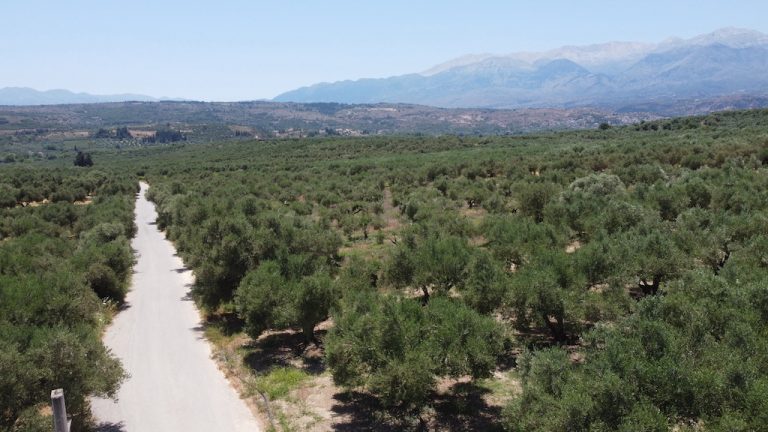 PLOT WITH BEAUTIFUL OLIVES TREES AND MOUNTAIN VIEW