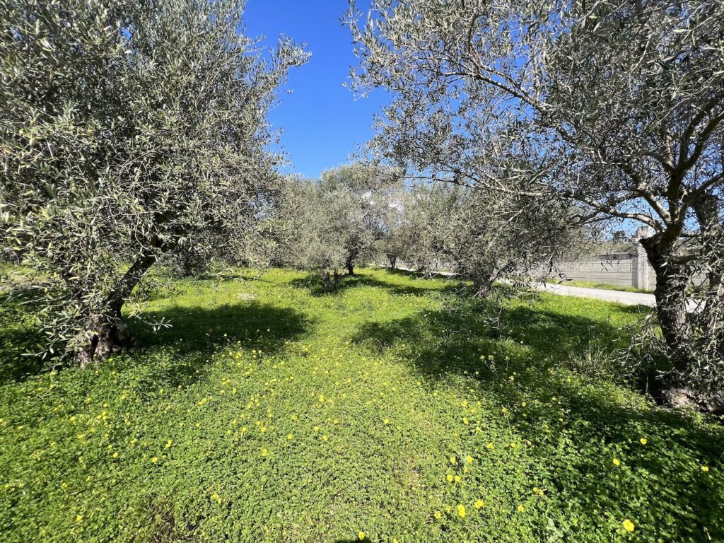PLOT WITH BEAUTIFUL OLIVES TREES AND MOUNTAIN VIEW