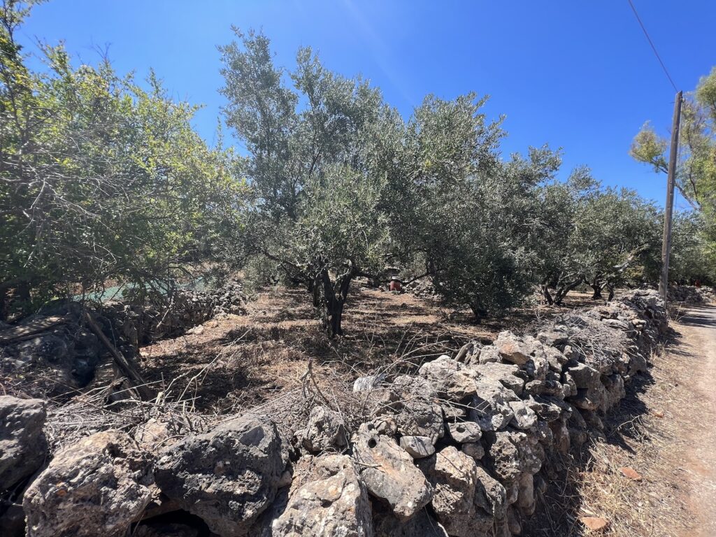 PLOT WITH OLIVES TREES IN KOKKINO CHORIO