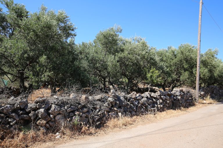 PLOT WITH OLIVES TREES IN KOKKINO CHORIO