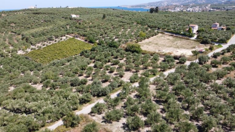 LAND PLOT FOR SALE WITH OLIVE GROVE