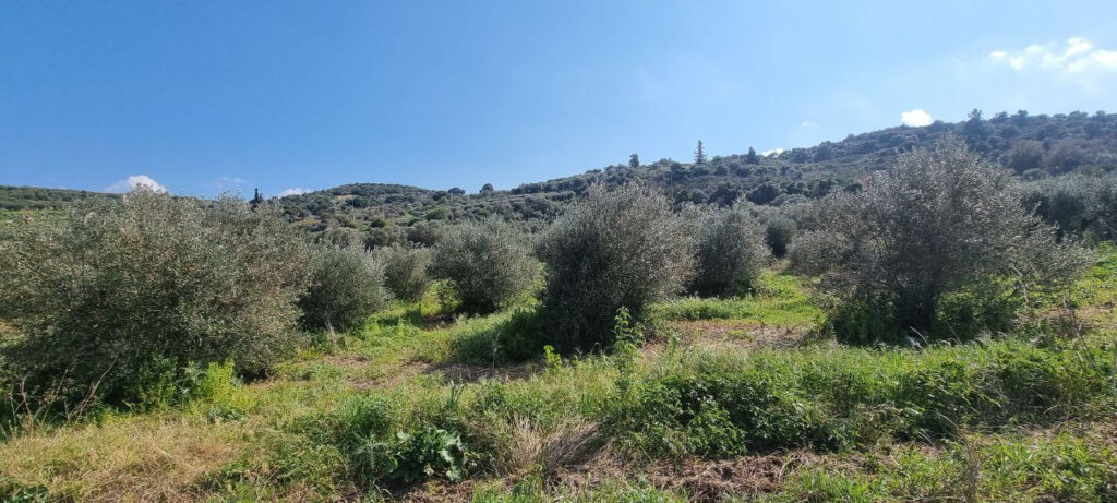 TERRAIN AVEC VUE MONTAGNE A KALYVES