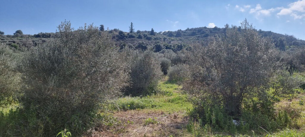 LAND PLOT WITH MOUNTAIN VIEW IN KALYVES