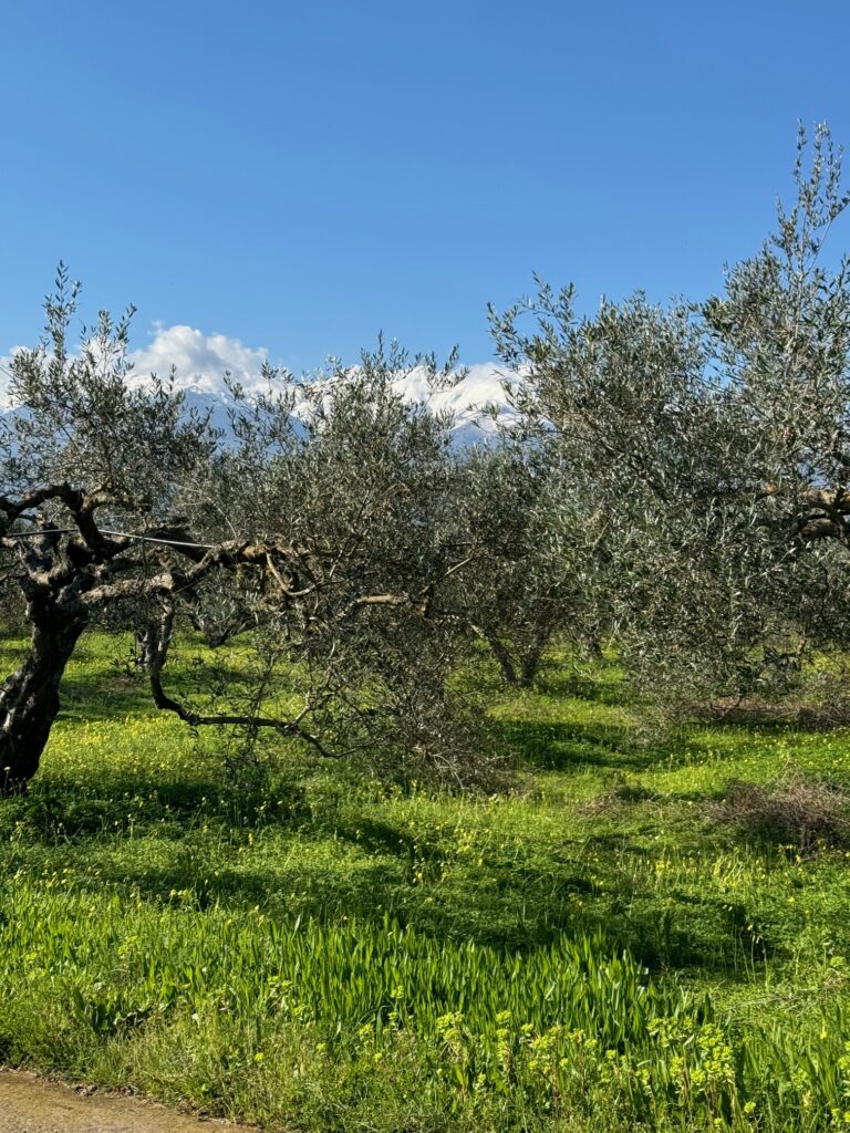 BEAUTIFUL LAND WITH OLIVE GROVE IN KALYVES