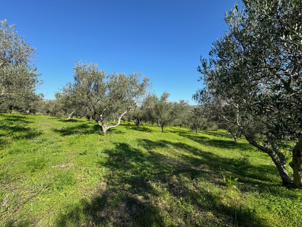 BEAUTIFUL LAND WITH OLIVE GROVE IN KALYVES