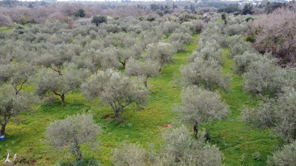 GRAND TERRAIN AVEC OLIVERAIE À GAVALOHORI