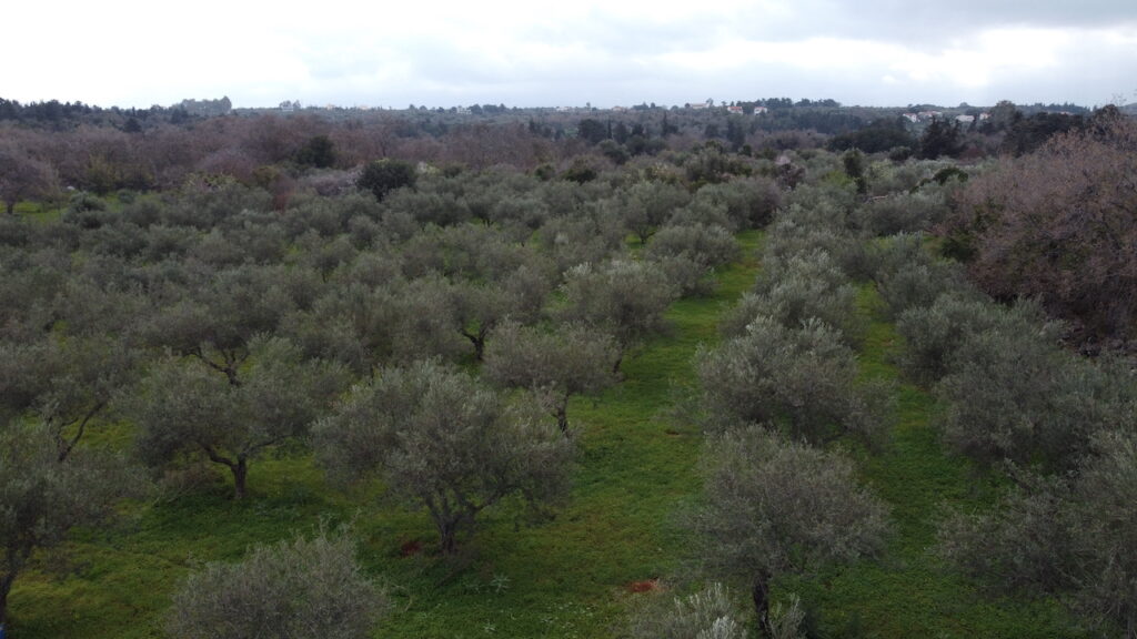 GRAND TERRAIN AVEC OLIVERAIE À GAVALOHORI