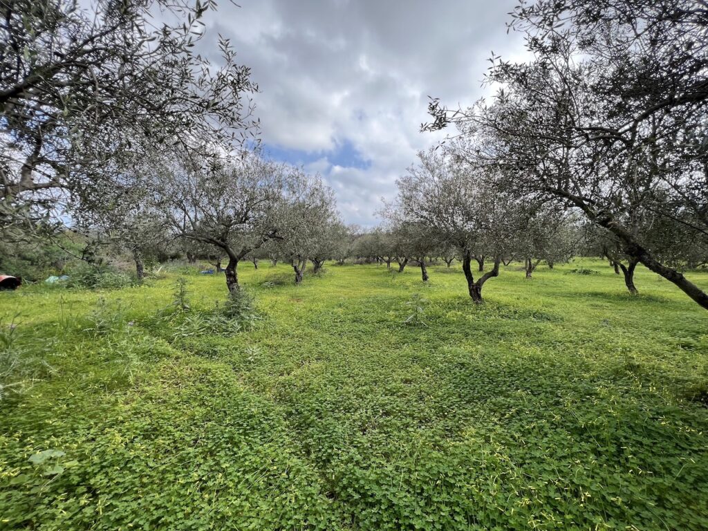 BIG PLOT WITH OLIVE GROVE IN GAVALOHORI