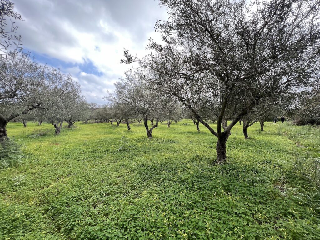 BIG PLOT WITH OLIVE GROVE IN GAVALOHORI