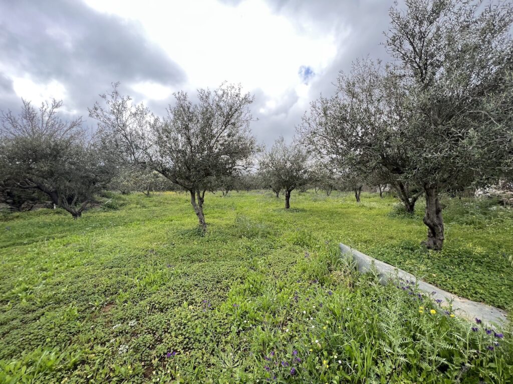 BIG PLOT WITH OLIVE GROVE IN GAVALOHORI