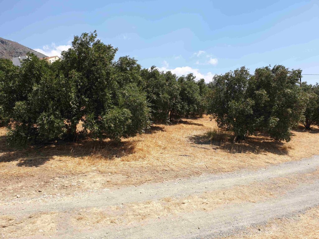 PLOT WITH OLIVE GROVE AND AMAZING VIEWS IN SOUTH CRETE