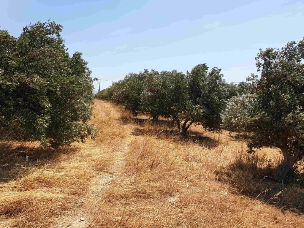 PLOT WITH OLIVE GROVE AND AMAZING VIEWS IN SOUTH CRETE