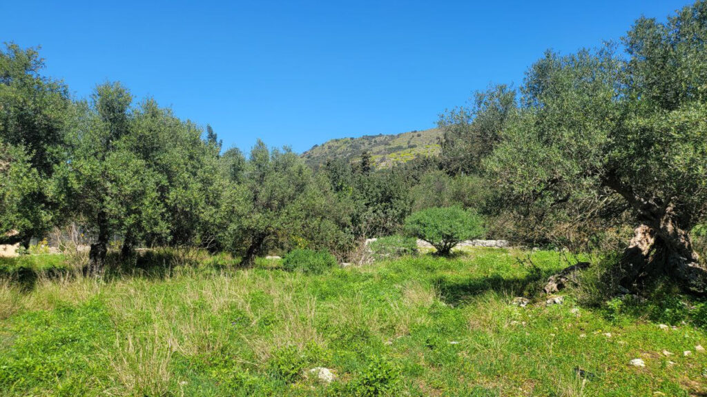 PLOT WITH A BUILDING LICENSE OF 2 HOUSES IN GAVALOHORI