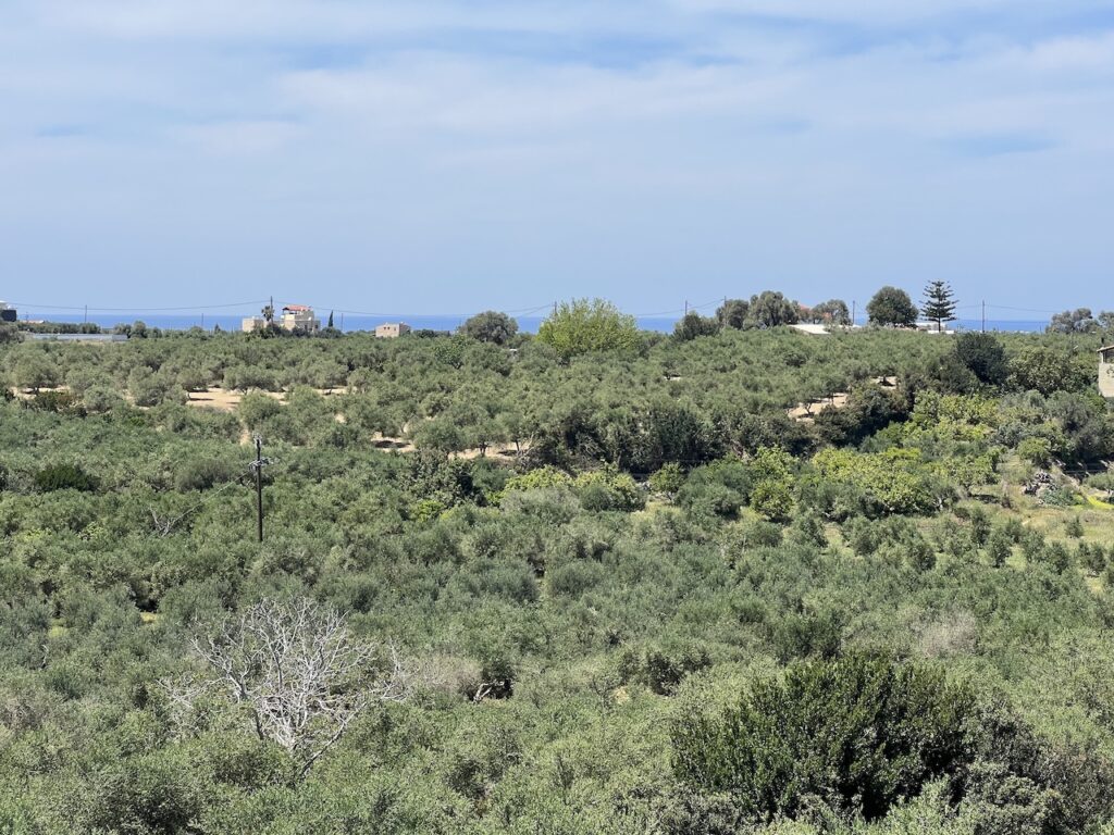 STONE HOUSE WITH OVERLOOKING OF OLIVE GROVE