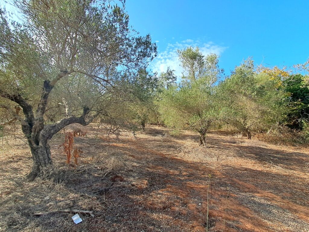 BIG PLOT IN ARMENOI FOR SALE